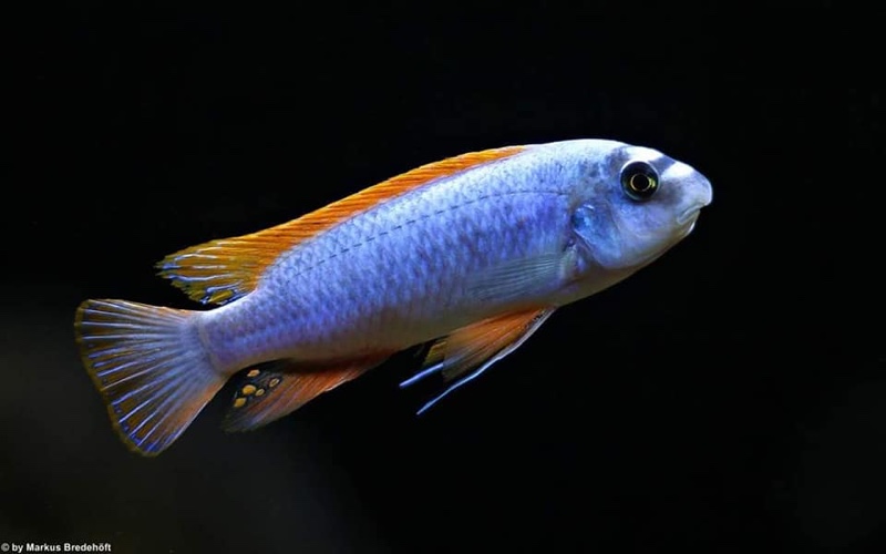 Labeotropheus trewavasae 'Thumbi West Island'